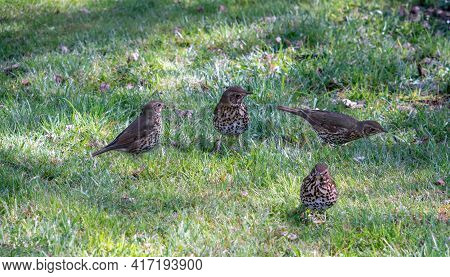 Four Song Thrush Birds On The Grass In Spring In The Park. Song Thrush Is A Thrush That Breeds Acros