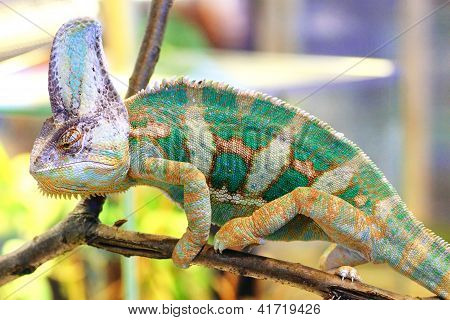 Tilslørede kamæleon, Chamaeleo Calyptratus