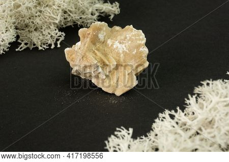 Desert Rose Crystal From Tunisia. Natural Mineral Stone On Black Background. Mineralogy, Geology, Ma