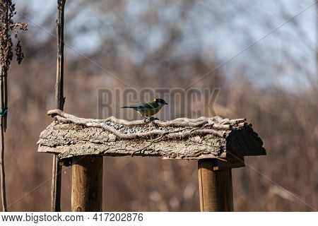 The Great Tit On The Fence. It's Also Called Parus Major Is A Passerine Bird In The Tit Family Parid