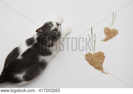 Cat With Two Hearts Made Of Oat Grains With Grass.