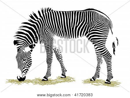 Zebra