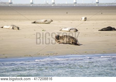 Seals And Porpoises Living In The Shallows In The Netherlands. Fur Seal Safari, Shallows In Oostersc
