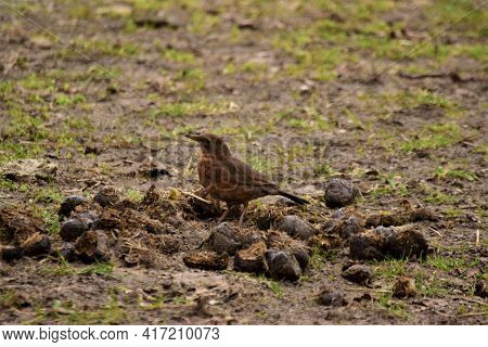 Brown Throttle On The Ground In The Middle Of Horse Droppings