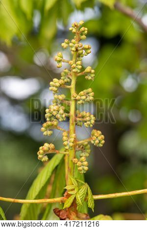Close Up Of A Buds On A Horse Chestnut (aesculus) Tree