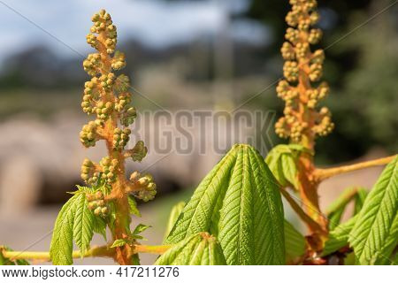 Close Up Of A Buds On A Horse Chestnut (aesculus) Tree