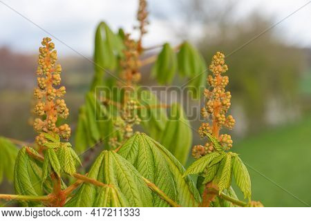 Horse Chestnut (aesculus) Buds