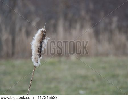 Close Up Bulrush Or Typha Latifolia Plants Against Natural Green And Reeds Bokeh Background Copy Spa