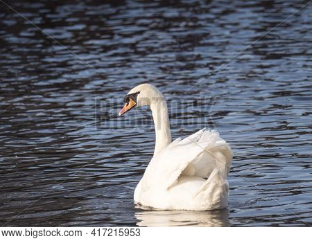 Close Up White Mute Swan, Cygnus Olor, Swimming On River Blue Water Suface In Sunlight. Selective Fo