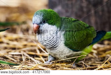 Colorful Kalita parrot sitting on the ground in the nature. Closeup portrait of exotic bird