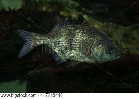 The Pile Perch (rhacochilus Vacca) In Aquarium.