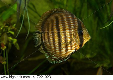 Brown Discus, Blue  Discus (symphysodon Aequifasciatus) In Aquarium.