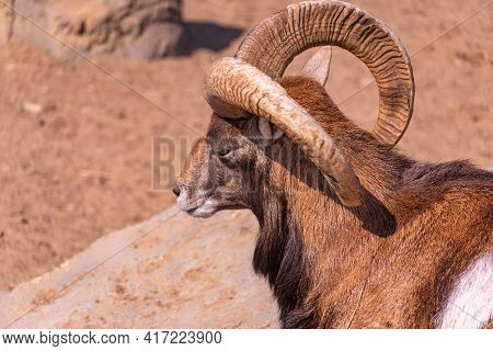 European Mouflon Close-up Basking In The Sun Lying On A Rock With Closed Eyes. Domestic Sheep