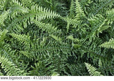 Top View Of Common Sword Fern, Boston Fern Or Nephrolepis Exaltata (l.) Schott Cv. Bostoniensis In T