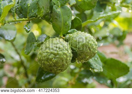 Fresh Bergamots And Leaves On Tree With Water Drops On Them Fruity With Herbaceous Bergamia Aroma