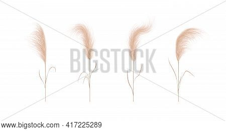 Pampas Grass Collection. Floral Ornament Elements In Boho Style. Vector Illustration Isolated On Whi