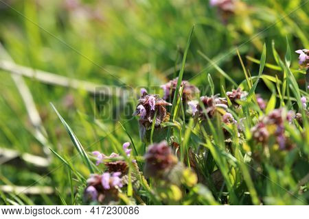 Red Deaf Nettle On A Meadow Between Grasses On A Meadow