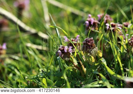 Red Deaf Nettle On A Meadow Between Grasses On A Meadow