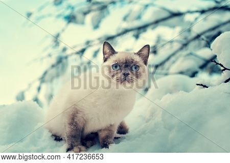 Cat Sitting In The Snow. Portrait Of A White Litten Outdoors In Winter