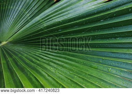 Bright Palm Leaf With Raindrops. Tropical Background.
