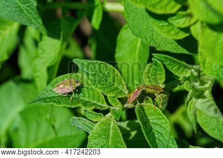 Stinkberry Bugs (latin: Dolycoris Baccarum) On A Green Leaves Of The Potato (latin: Solanum Tuberosu