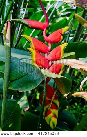 Heliconia Rostrata Flower, Or Hanging Lobster Claw, Close View In Tropical Garden, Image For Backgro