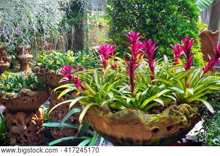 Guzmania Blossom, A Beautiful Flowering Exotic Epiphytic Plant.