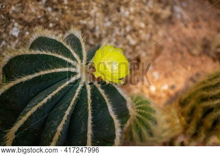 Cactus And Succulent At Nong Nooch Pattaya Garden Park, Thailand