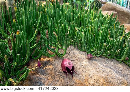 Cactus And Succulent At Nong Nooch Pattaya Garden Park, Thailand
