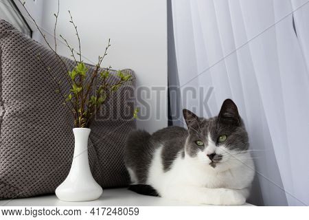 Cat Relaxing On A Sill Near A Vase With First Leaves Twigs. Springtime.