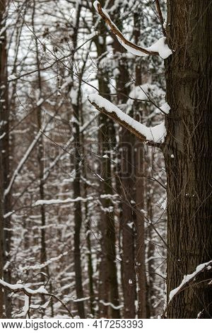 Trees Covered By Fresh Snow In Winter, Beskid, Poland