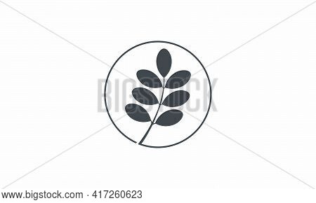 Circle With Leaf Moringa Vector Illustration On White Background. Creative Icon.
