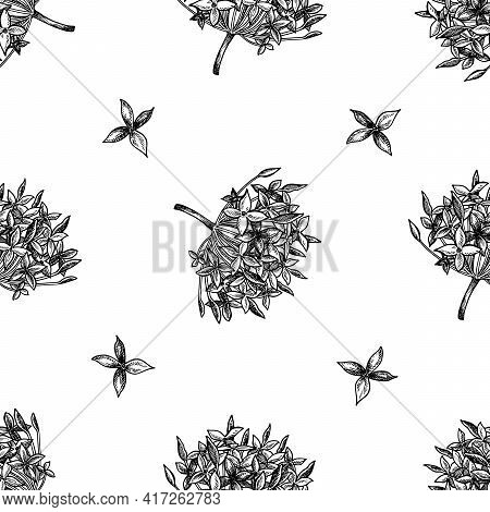 Seamless Pattern With Black And White Ixora Stock Illustration