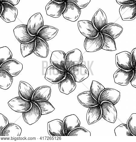 Seamless Pattern With Black And White Plumeria Stock Illustration