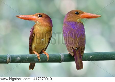 Fascinated Large Red Beaks Birds On Perch Showing Both Front And Back View Of Purple Shade, Ruddy Ki