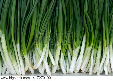 Green Background .leaf Of Green Onion, Spring Onion, Scallion, Sprouts Of Onion. Healthy Food Concep