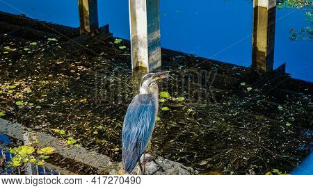 Great Blue Heron Catches A Fish In The Swamp