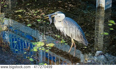 Great Blue Heron Catches A Fish In The Swamp