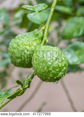 Fresh Bergamots And Leaves On Tree With Water Drops On Them Fruity With Herbaceous Bergamia Aroma