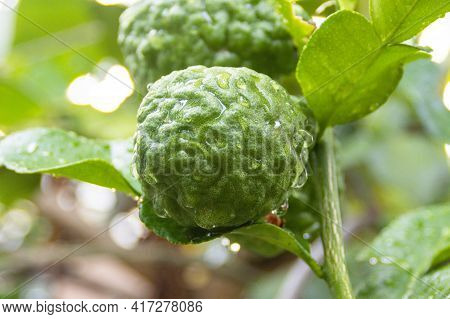 Fresh Bergamots And Leaves On Tree With Water Drops On Them Fruity With Herbaceous Bergamia Aroma