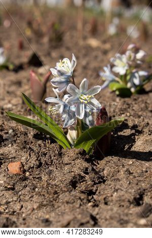 Pushkinia, White And Blue Spring Flower In The Garden. Sunny Spring Day.