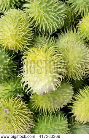 Decorative Cucumbers, Ecballium Elaterium, A Fragment Of Design, Landscaping, Home And Interior Land