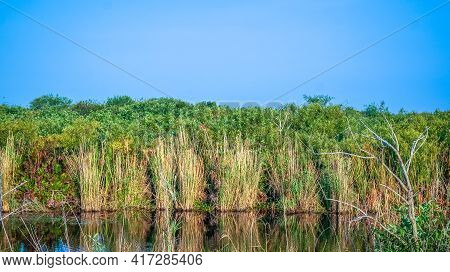 Tall Swamp Grass In The Swamp