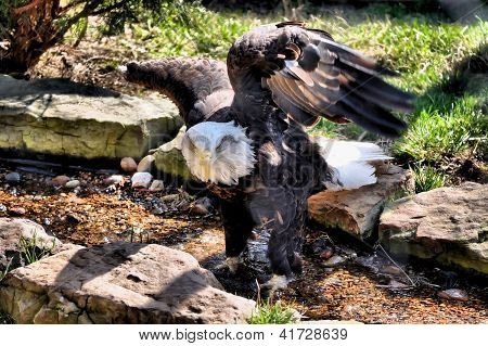 Aigle à tête blanche