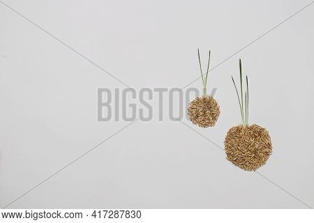 Oat Grains In A Shape Of Circles With Sprouts. Top View. Copy Space.
