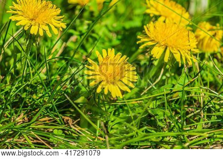 Meadow With Wildflowers. Common Dandelions With Yellow Flowers In The Lawn. Several Flowers In Sprin