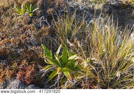 Alpine Vegetation Mountain Daisy Plant Surrounded By Tussock And Other Typical Flora Along Trail On 