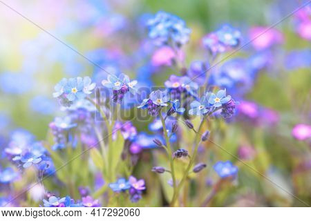Little Blue Spring Flowers, Veronica Speedwell. Springtime Garden With Beautiful Blue Flowers.