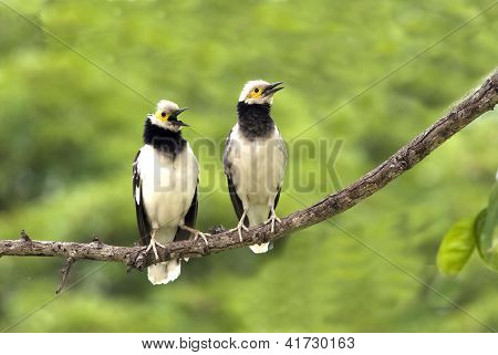 クビワムクドリ: Sturnus Nigricollis