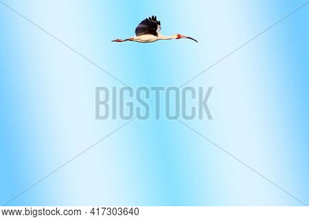 Single Ibis Flying In The Blue Sky.